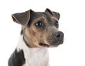 Brazilian Terrier in studio Royalty Free Stock Photo