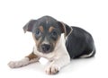 Brazilian terrier in studio Royalty Free Stock Photo