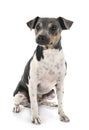 Brazilian Terrier in studio Royalty Free Stock Photo