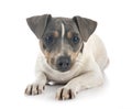 Brazilian terrier in studio Royalty Free Stock Photo