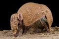 Brazilian three-banded armadillo