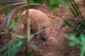 Brazilian Three-banded Armadillo