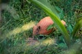 Brazilian Three-banded Armadillo