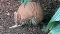 Brazilian three-banded armadillo (Tolypeutes tricinctus)