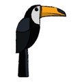 Brazilian toucan bird nature sketch