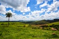Brazilian tropical landscape Royalty Free Stock Photo