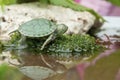 Brazilian turtle or black-bellied slider or Trachemys dorbigni