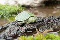 Brazilian turtle or black-bellied slider or Trachemys dorbigni