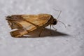 Brazilian Underwing moth Royalty Free Stock Photo