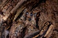 Brazilian Wandering Spider Royalty Free Stock Photo