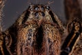 Brazilian Wandering Spider Royalty Free Stock Photo