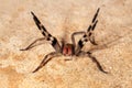 Brazilian wandering spider - danger poisonous Phoneutria Ctenidae Royalty Free Stock Photo