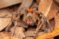 Brazilian wandering spider - danger poisonous Phoneutria Ctenidae Royalty Free Stock Photo