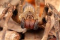 Brazilian wandering spider - danger poisonous Phoneutria Ctenidae