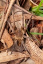 Brazilian wandering spider - danger poisonous Phoneutria Ctenidae Royalty Free Stock Photo