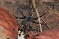 Brazilian Wandering Spider Royalty Free Stock Photo