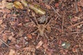 Brazilian wandering spider Phoneutria nigriventer Royalty Free Stock Photo