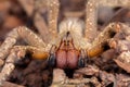 Brazilian wandering spider Phoneutria nigriventer Royalty Free Stock Photo