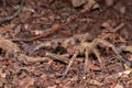 Brazilian wandering spider Phoneutria nigriventer Royalty Free Stock Photo