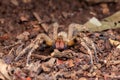 Brazilian wandering spider Phoneutria nigriventer Royalty Free Stock Photo