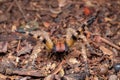 Brazilian wandering spider Phoneutria nigriventer Royalty Free Stock Photo