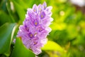 Brazilian Water Hyacinth flower. Flora on Bali island. Indonesia