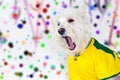 Brazilian west dog screaming at carnival party