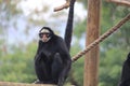 Brazilian white faced spider monkey