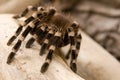 Brazilian White Knee Tarantula Royalty Free Stock Photo