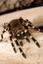 Brazilian White Knee Tarantula Royalty Free Stock Photo