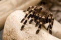 Brazilian White Knee Tarantula Royalty Free Stock Photo