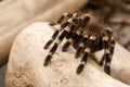 Brazilian White Knee Tarantula