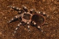 Brazilian White Stripe Tarantula