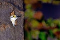 Brazilian white woodpecker peeking out from a hole in a tree trunk.