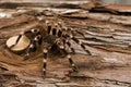 Brazilian whiteknee tarantula Royalty Free Stock Photo