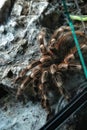 Brazilian Whiteknee tarantula at Antipa Museum in Bucharest Royalty Free Stock Photo