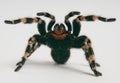 Brazilian whiteknee tarantula in attacking positio Royalty Free Stock Photo