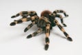 Brazilian whiteknee tarantula. Focus on head
