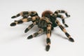 Brazilian whiteknee tarantula. Focus on head Royalty Free Stock Photo