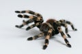 Brazilian whiteknee tarantula. Focus on legs Royalty Free Stock Photo
