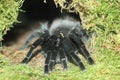 Brazilian whiteknee tarantula