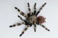 Brazilian whiteknee tarantula. View from top Royalty Free Stock Photo
