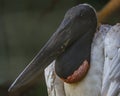 Brazilian Yabiru Jabiru stork, Jabiru mycteria is a large stork found in the Americas from Texas to Argentina. The name means Royalty Free Stock Photo