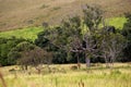 Brazilianl landscape