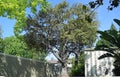 Brazillian Peppertree (Schinus terebinthifolius) in Laguna Woods, Caliornia Royalty Free Stock Photo