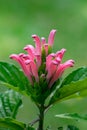 Brazillian plume flower surrounded with dark leaves green