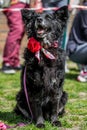 Brazillian Rescue black dog with huge ears sitting on grass with a rose on it collar