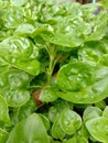 Brazillian spinach Watercress Royalty Free Stock Photo