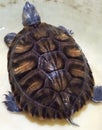 Brazillian tortoise animal