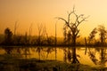 Brazos Bend Dawn